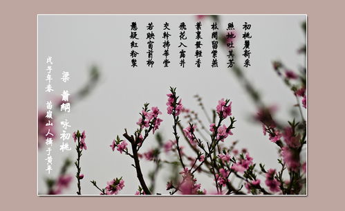 關(guān)于關(guān)于桃花的詩(shī)句古詩(shī)詞