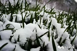 農(nóng)諺的詩(shī)句,小滿農(nóng)諺詩(shī)句,關(guān)于農(nóng)諺的詩(shī)句有哪些