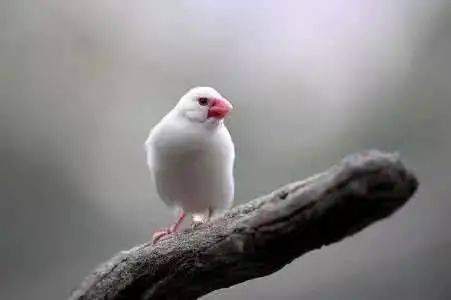 關(guān)于白鳥的詩(shī)句