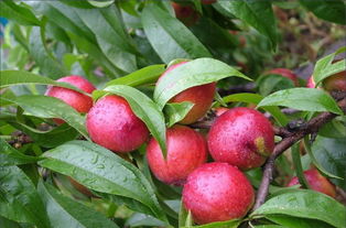 關(guān)于描寫油桃的詩句