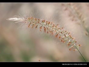 花帶露水的詩(shī)句,形容花上有露水的詩(shī)句,露水與花的詩(shī)句