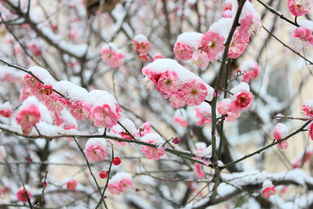 有關(guān)梅花的經(jīng)典古詩(shī)句