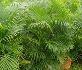 描寫(xiě)鳳尾竹的詩(shī)句,贊美鳳尾竹的詩(shī)句,寫(xiě)鳳尾竹的優(yōu)美詩(shī)句