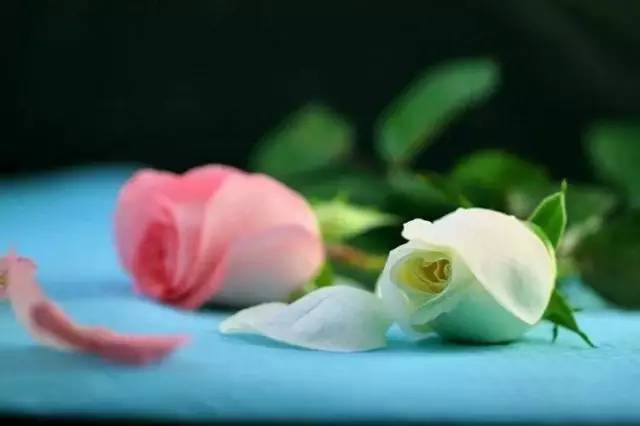 詩句,情感,席慕蓉