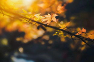 關(guān)于秋風的詩句傷感