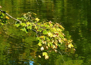 關于葉子顏色的詩句