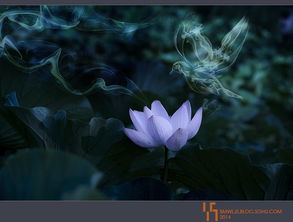 關(guān)于蓮花的古詩(shī)美句,關(guān)于蓮花的古詩(shī)句小學(xué),關(guān)于蓮花的古詩(shī)句楊萬(wàn)里