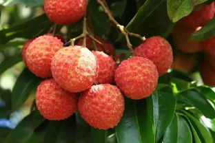 關(guān)于廣東荔枝的詩(shī)句