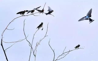 杜甫燕子的詩句是什么,燕子相關(guān)的詩句是什么,梅花與燕子的詩句是什么