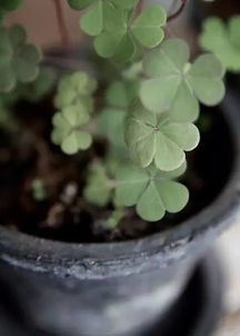 詩句,頑強,生長,植物