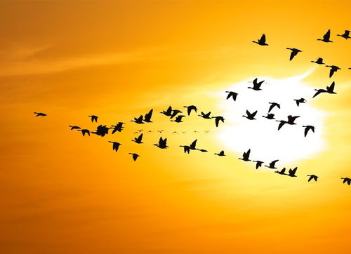 鳥語花香,古詩,詩句,中含有