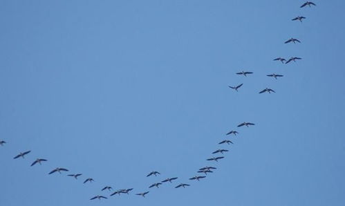 關(guān)于夕陽鳥的詩句古詩