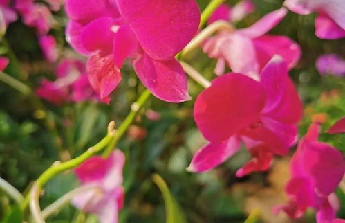 關(guān)于各種花詩句