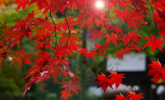 秋天關于楓葉詩句古詩