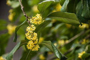 關(guān)于桂花的詩句古詩,關(guān)于桂花的詩句經(jīng)典,關(guān)于桂花的詩句古詩大全