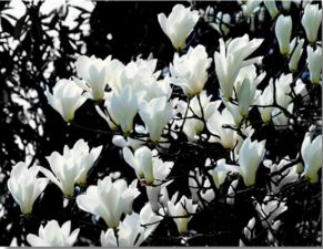 白玉蘭的古詩(shī)句