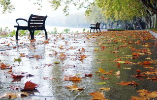 古詩,詩句,秋雨