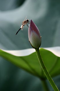 關(guān)于描寫(xiě)荷花的詩(shī)句古詩(shī)大全,贊美荷花的詩(shī)句古詩(shī)大全,荷花鳥(niǎo)的詩(shī)句古詩(shī)大全