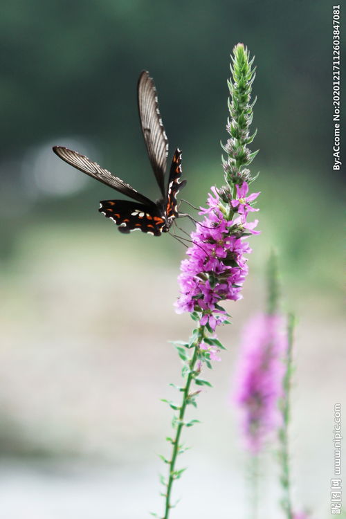 寓意美好的關(guān)于蝴蝶的詩句