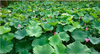 有關(guān)魚和蓮的古詩句