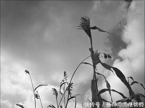 關(guān)于一的首字首字詩(shī)句