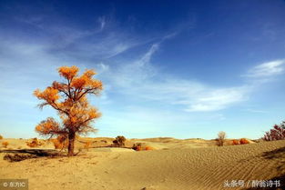 關(guān)于大漠詩句