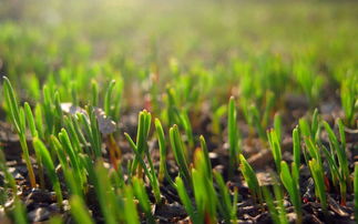 關(guān)于春天的小草詩句古詩,春天小草發(fā)芽的詩句,春天小草鉆出來的詩句