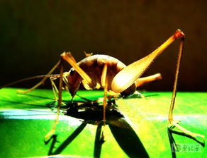 關(guān)于蟲(chóng)鳴叫的詩(shī)句