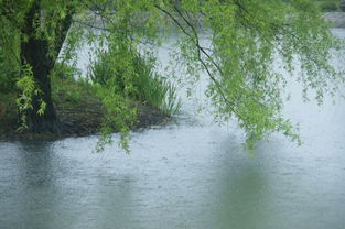 關(guān)于描寫湖邊花柳的詩句