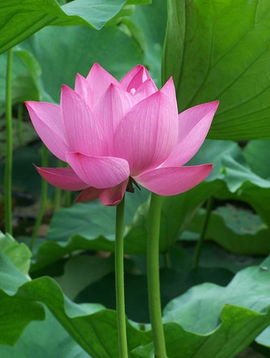 關(guān)于對荷花的詩句