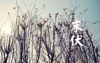 關(guān)于秋老虎詩(shī)句