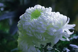 寫菊花的詩(shī)句古詩(shī)大全,贊美菊花的詩(shī)句古詩(shī)大全,描寫秋天菊花的詩(shī)句古詩(shī)大全