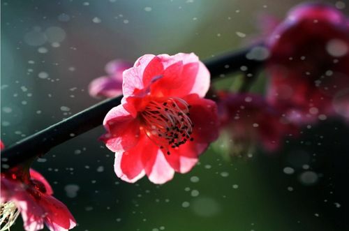 關于紅梅愛情的詩句