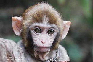 關(guān)于描寫猴子的古詩句