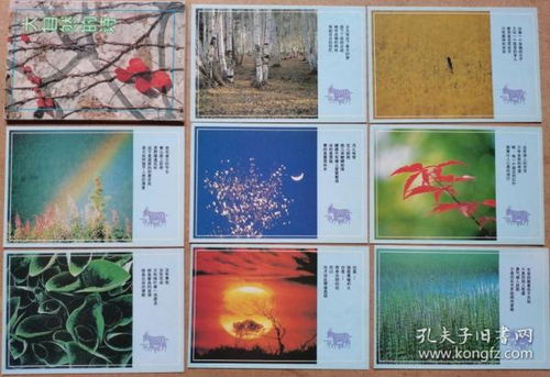 描寫(xiě)白樺樹(shù)的詩(shī)句古詩(shī)