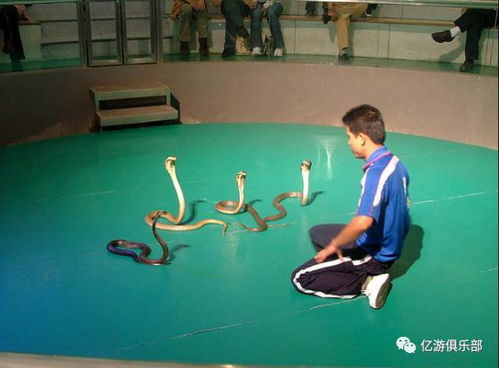 關于人蛇表演的詩句