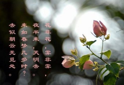 詩(shī)句,含花字
