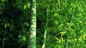 有關(guān)于竹子的園林詩(shī)句