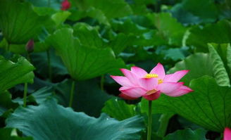 杜甫的關(guān)于荷花的詩句有哪些