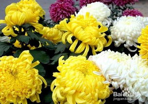 與菊花相關(guān)的古詩(shī)句