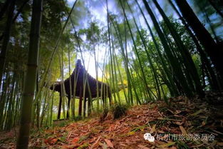 竹子,詩句,千古