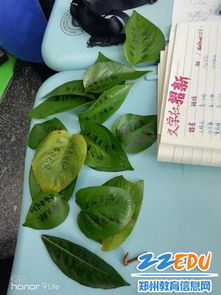 關(guān)于綠葉古詩句