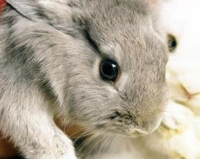 關(guān)于月兔詩句