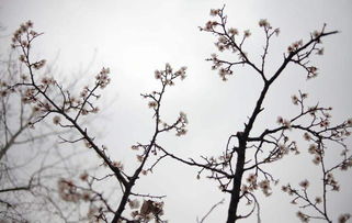 徑庭,詩句,葉落若