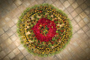 菊花古詩句釋中的意思