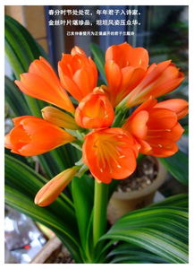 贊美君子蘭的古詩(shī)句