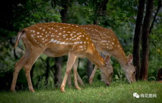 關于鹿的美好寓意的詩句