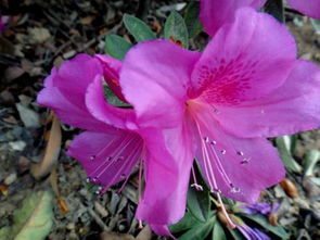 關于杜鵑花的千古詩句