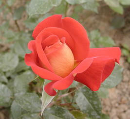 月季,詩句,香水