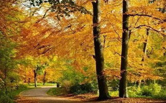 秋景的古詩(shī)句嗎